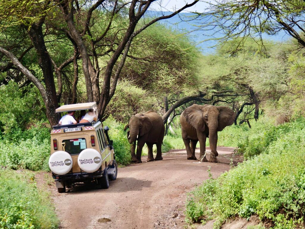 Safari Jeep watching elephants