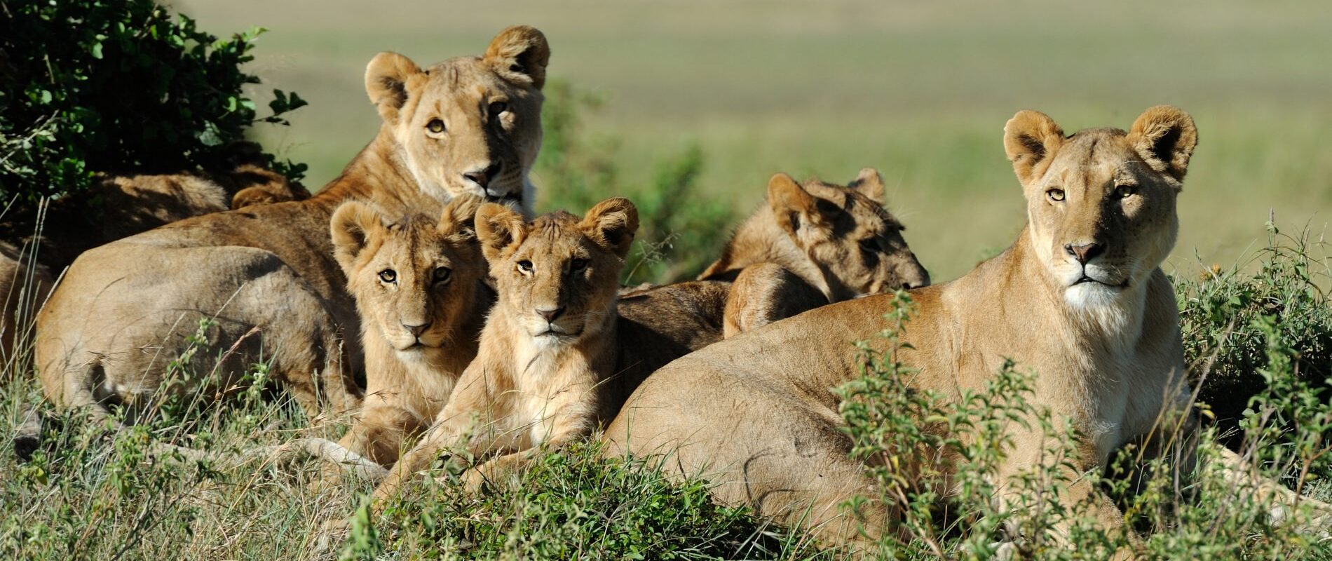 groep leeuwen met welpen in Ngorongoro Tanzania