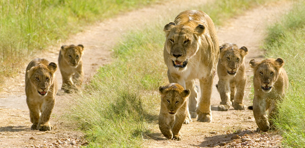 Moeder leeuw met 5 welpjes in serengeti national park