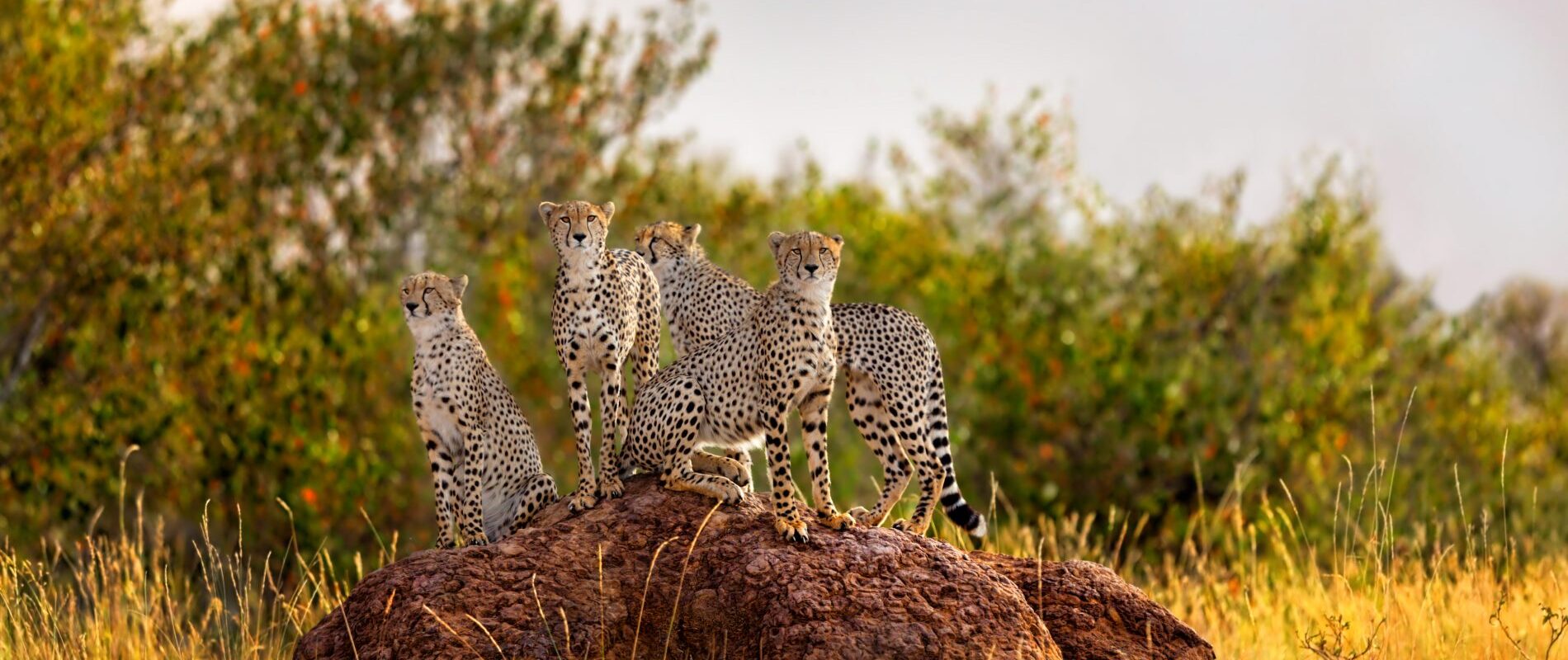 familie cheetahs in Serengeti tanzania