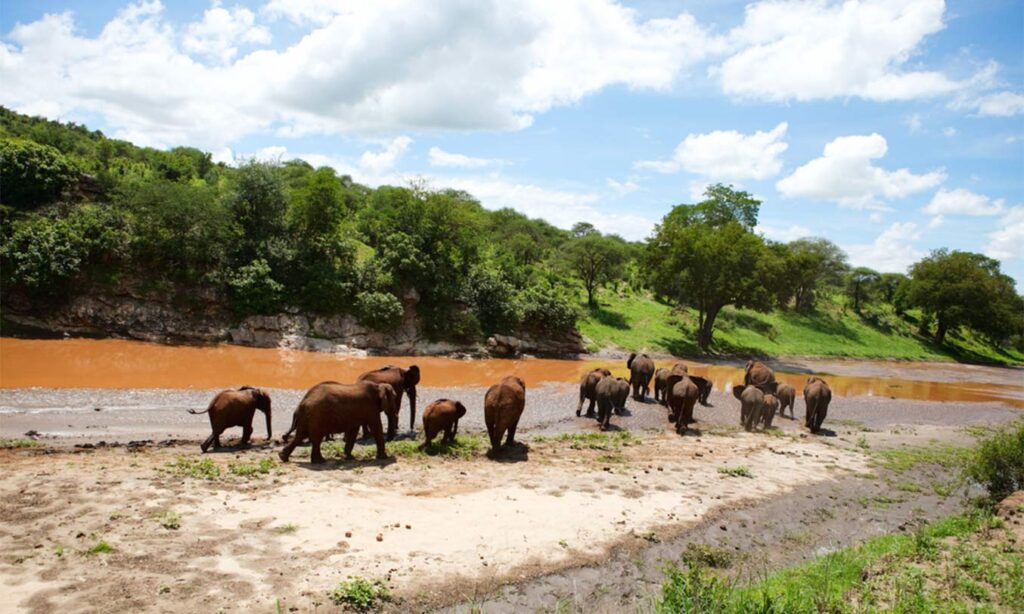 safari en familia