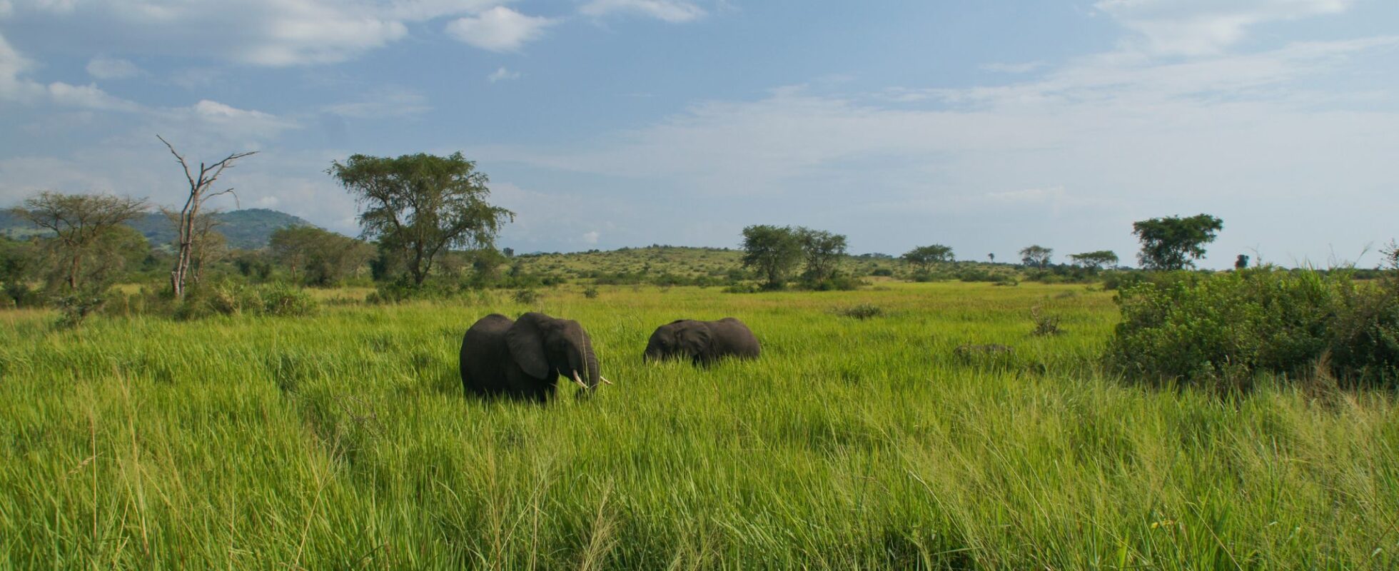 Elephants in Queen Elizabeth Uganda NP