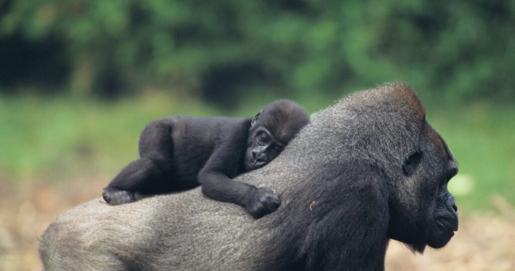 Gorilla-mum-and-baby