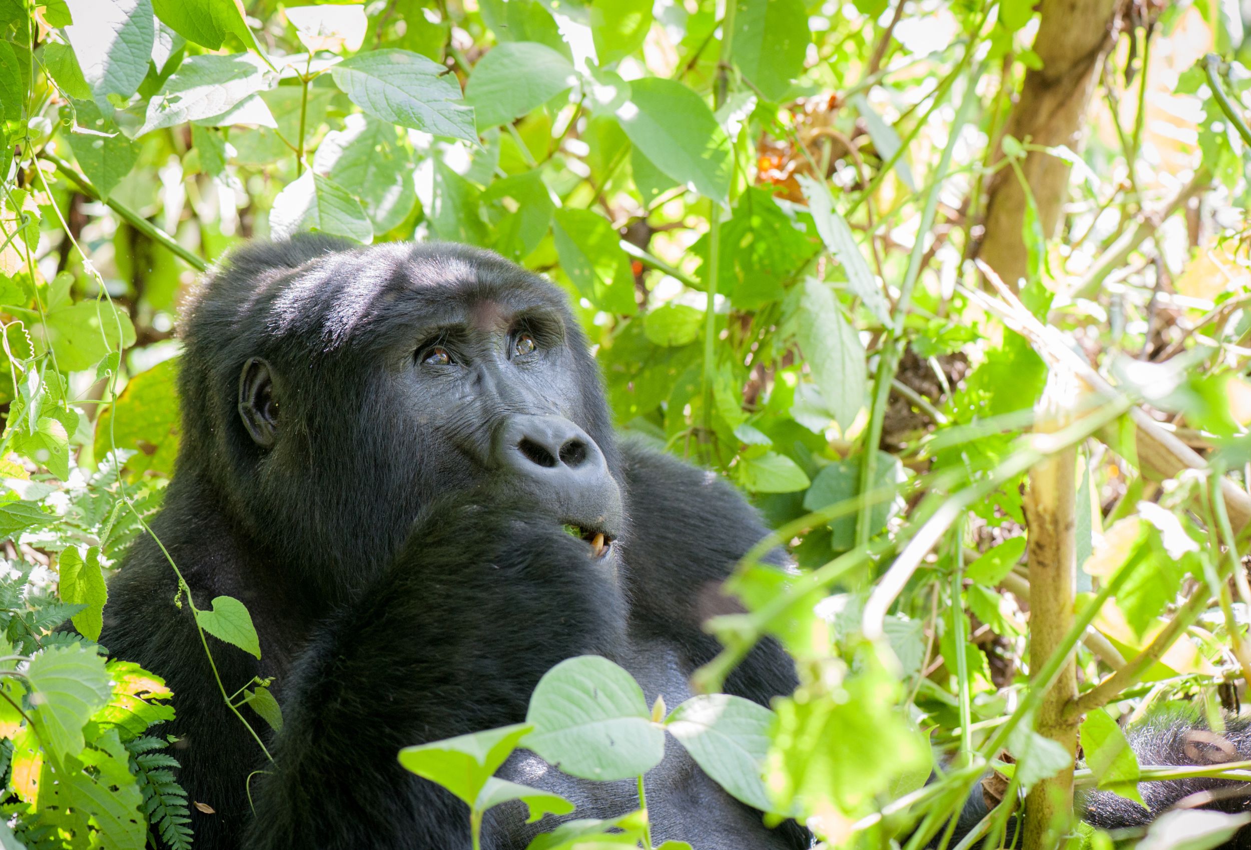 5 días en Uganda: Aventura entre gorilas - Safari Africano