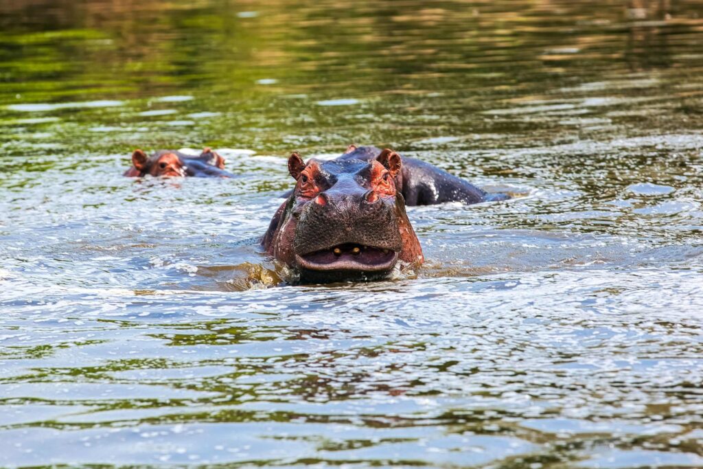 Hipopótamo en el Lago Mburo