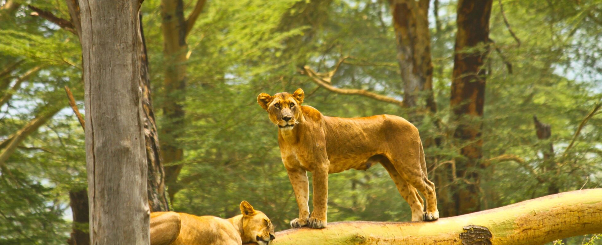 Leones escaladores