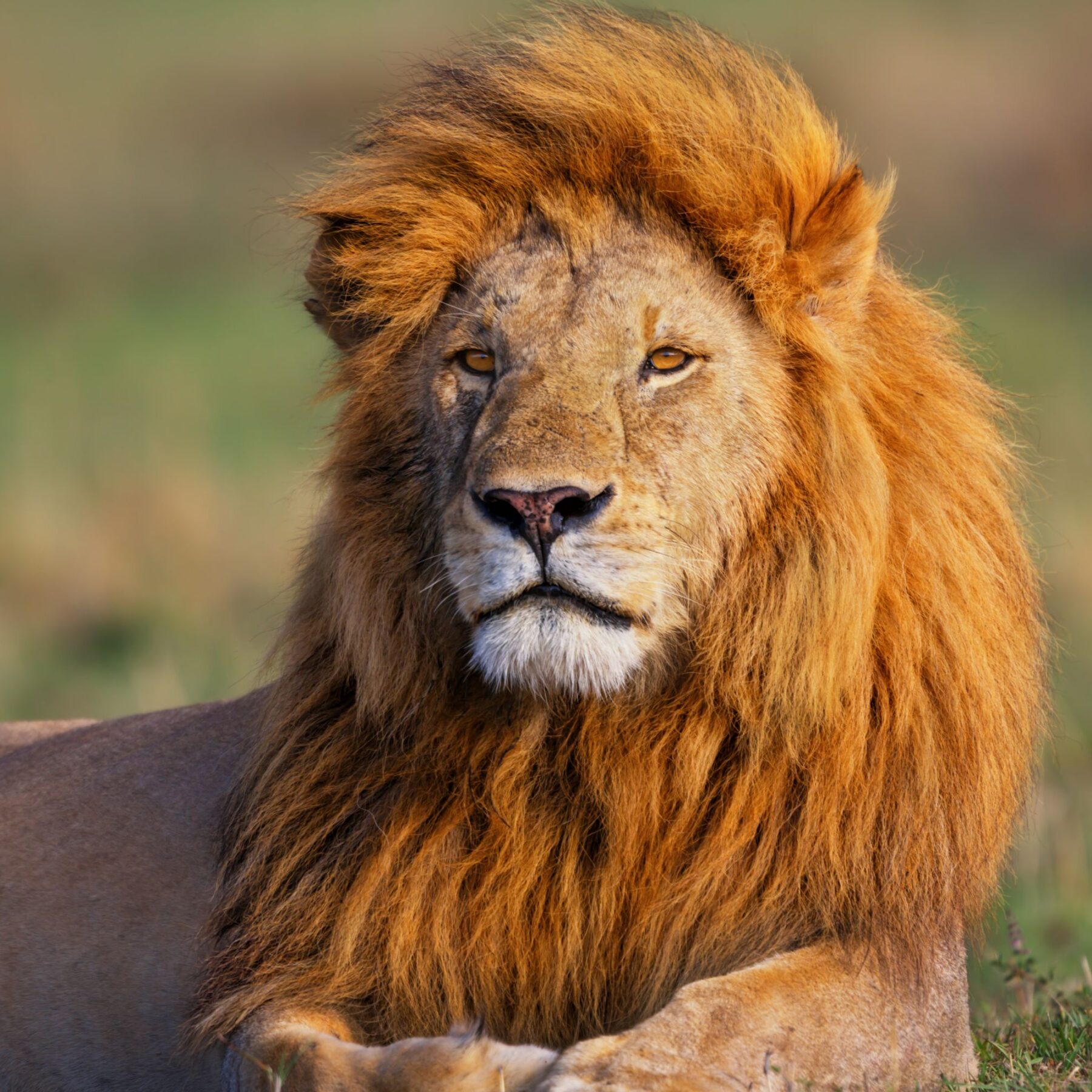 Leon en la Reserva Nacional de Masai Mara