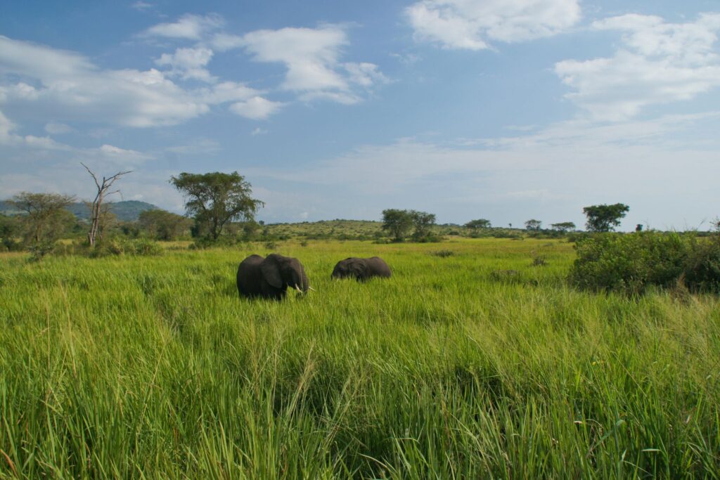 Queen Elizabeth Uganda NP elephants