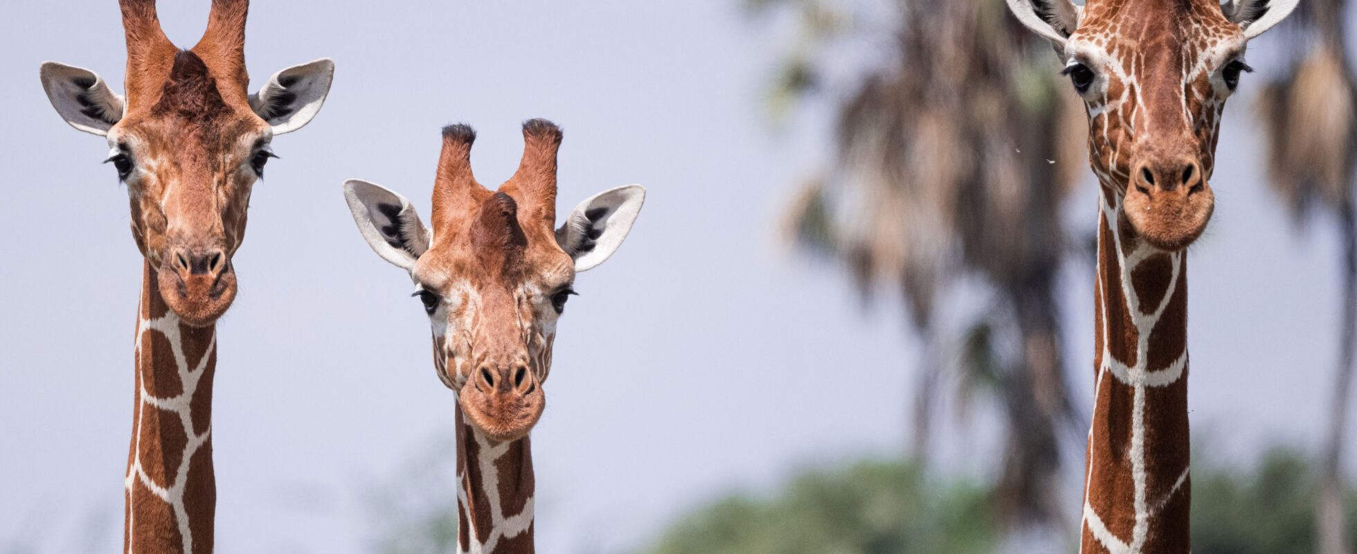 Jirafas de Samburu