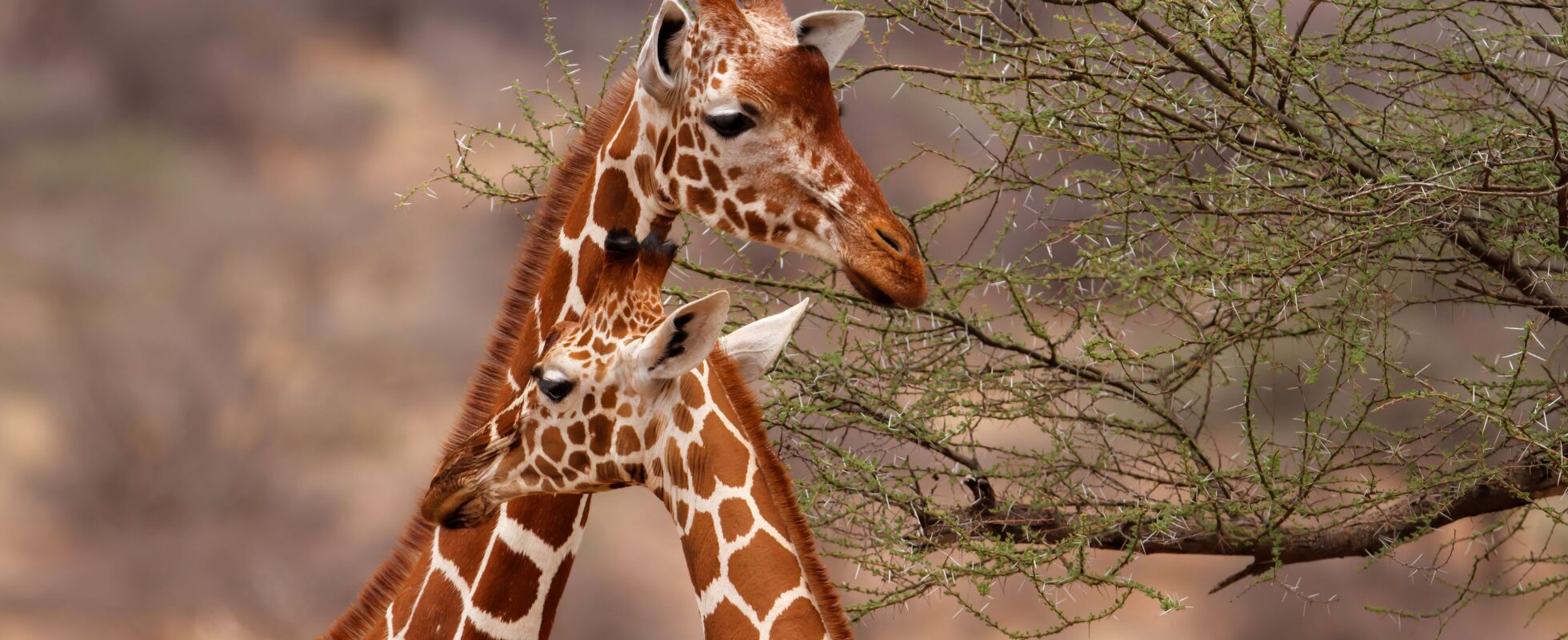 Jirafas en la Reserva nacional de Samburu