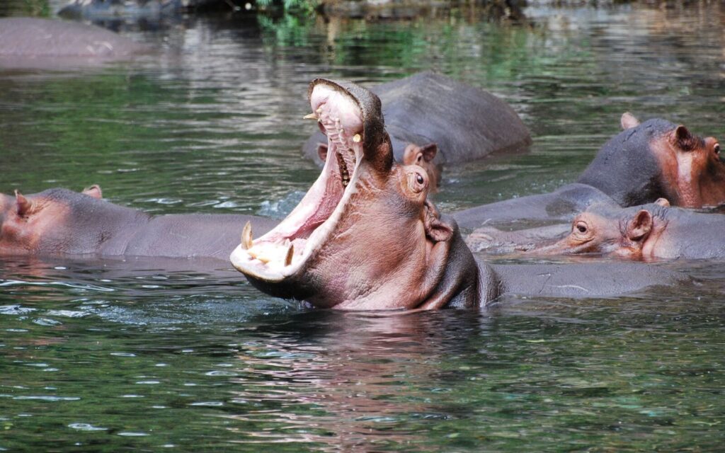 hippos-mzima-springs-1600x1000