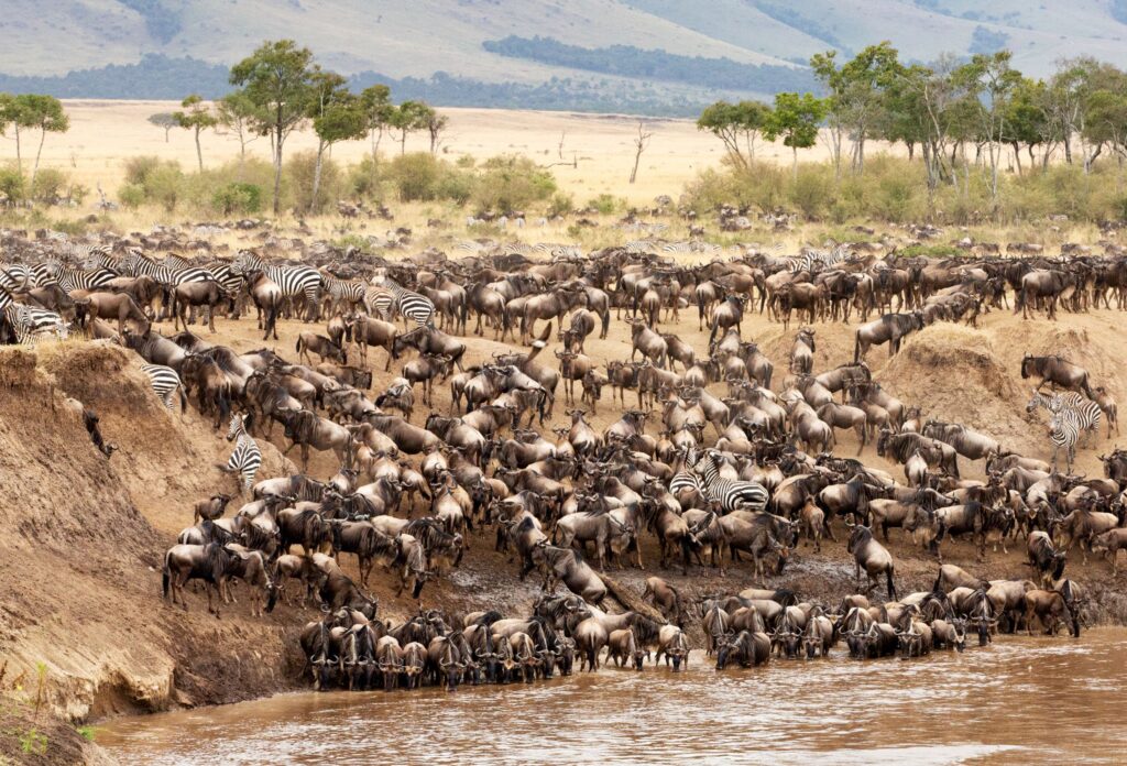 Great migration masai mara