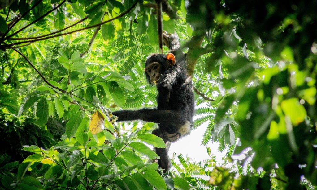 Chimpanzee Uganda