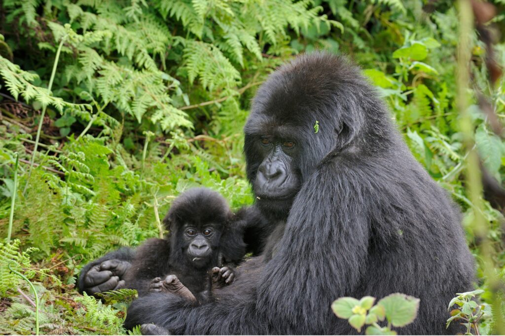Gorilla-mum-and-baby-2-1024x683