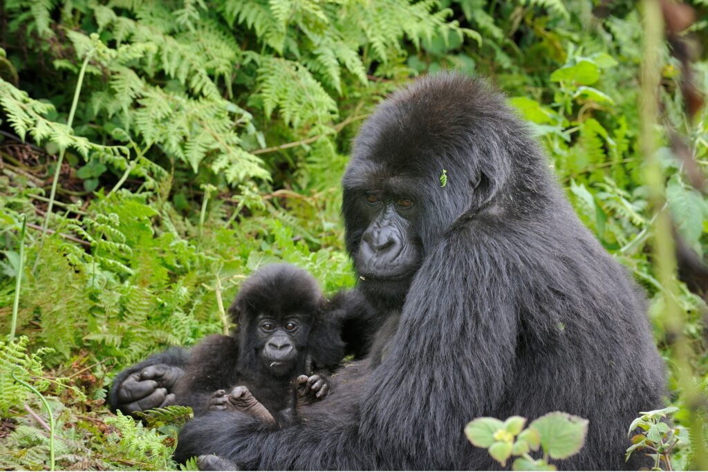 gorilla mum baby