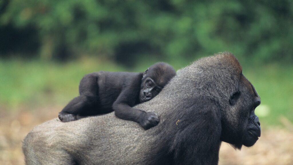 Gorilla tracking mum and baby