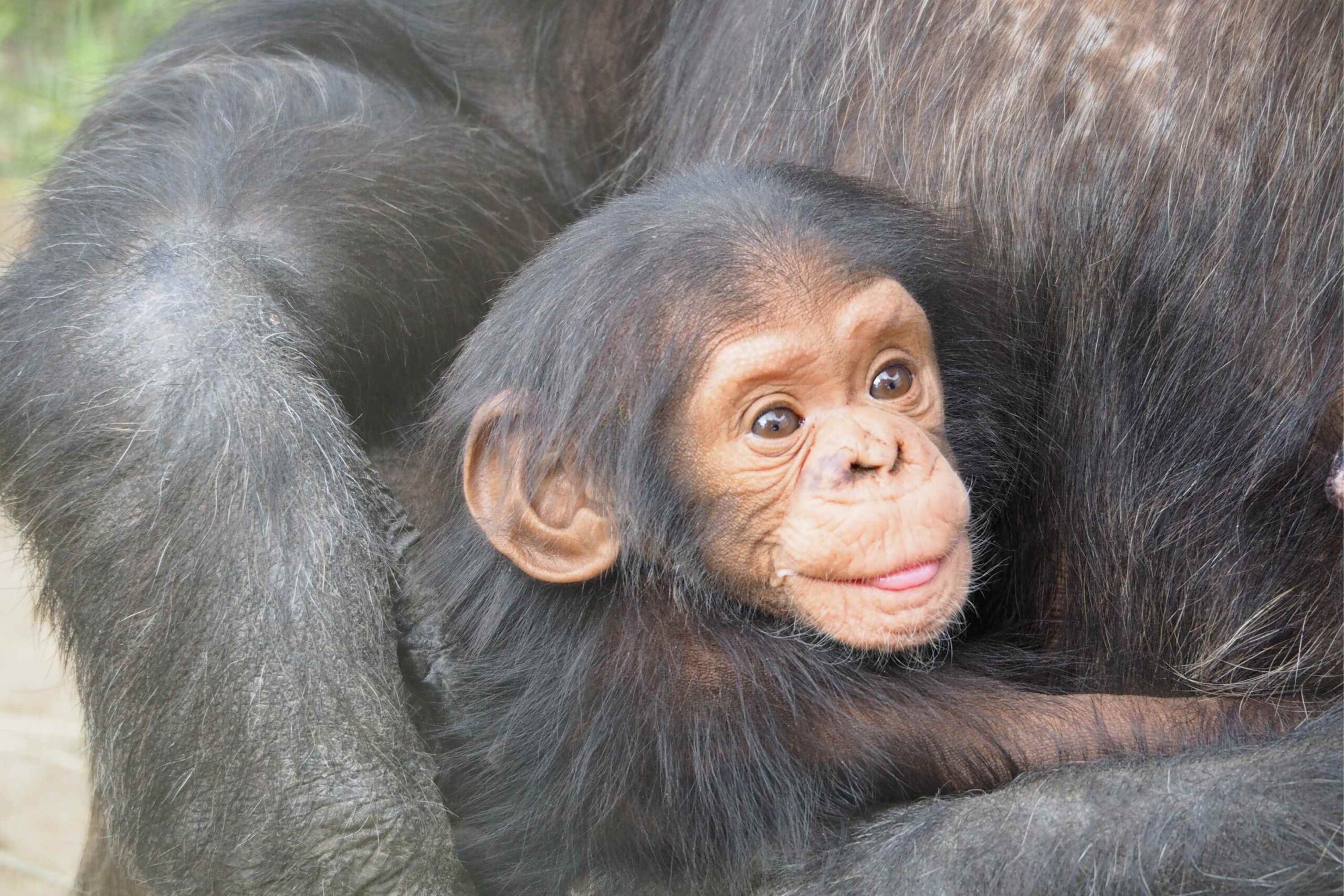 Senderismo en busca de chimpancés - Parque Nacional de Kibale