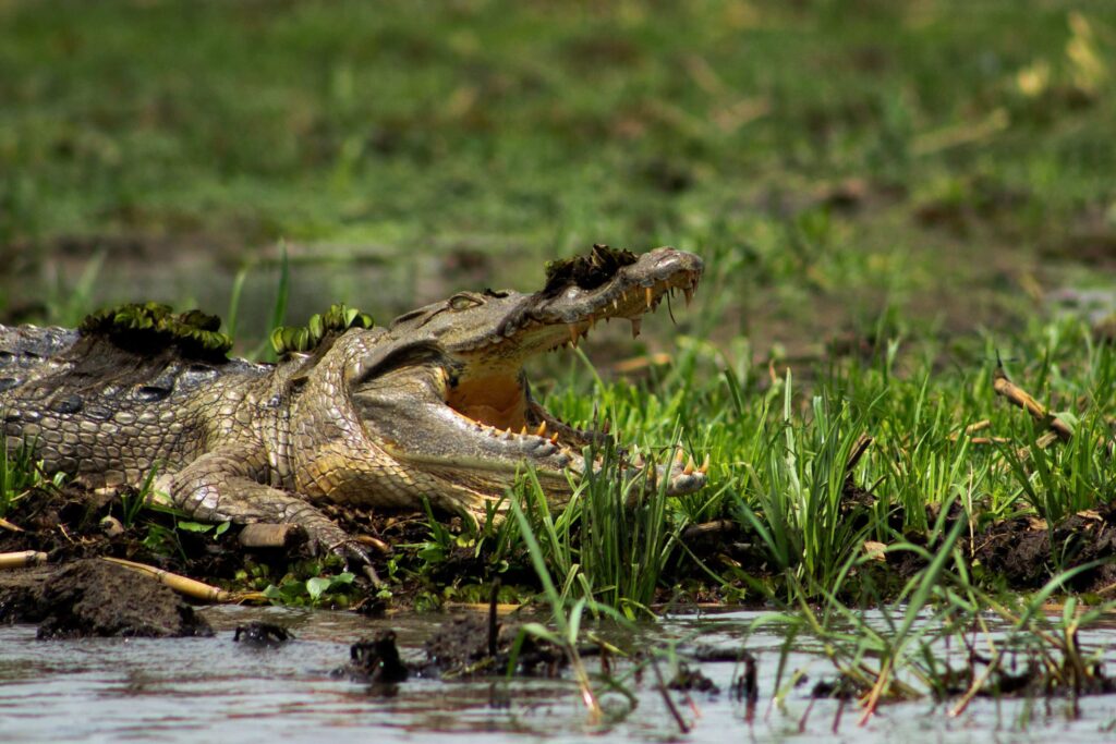 Cocodrilo en Parque nacional Murchison Falls