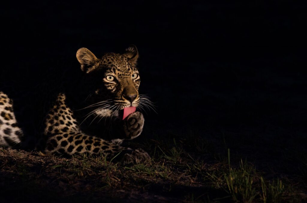 leopardo en Lago Mburo