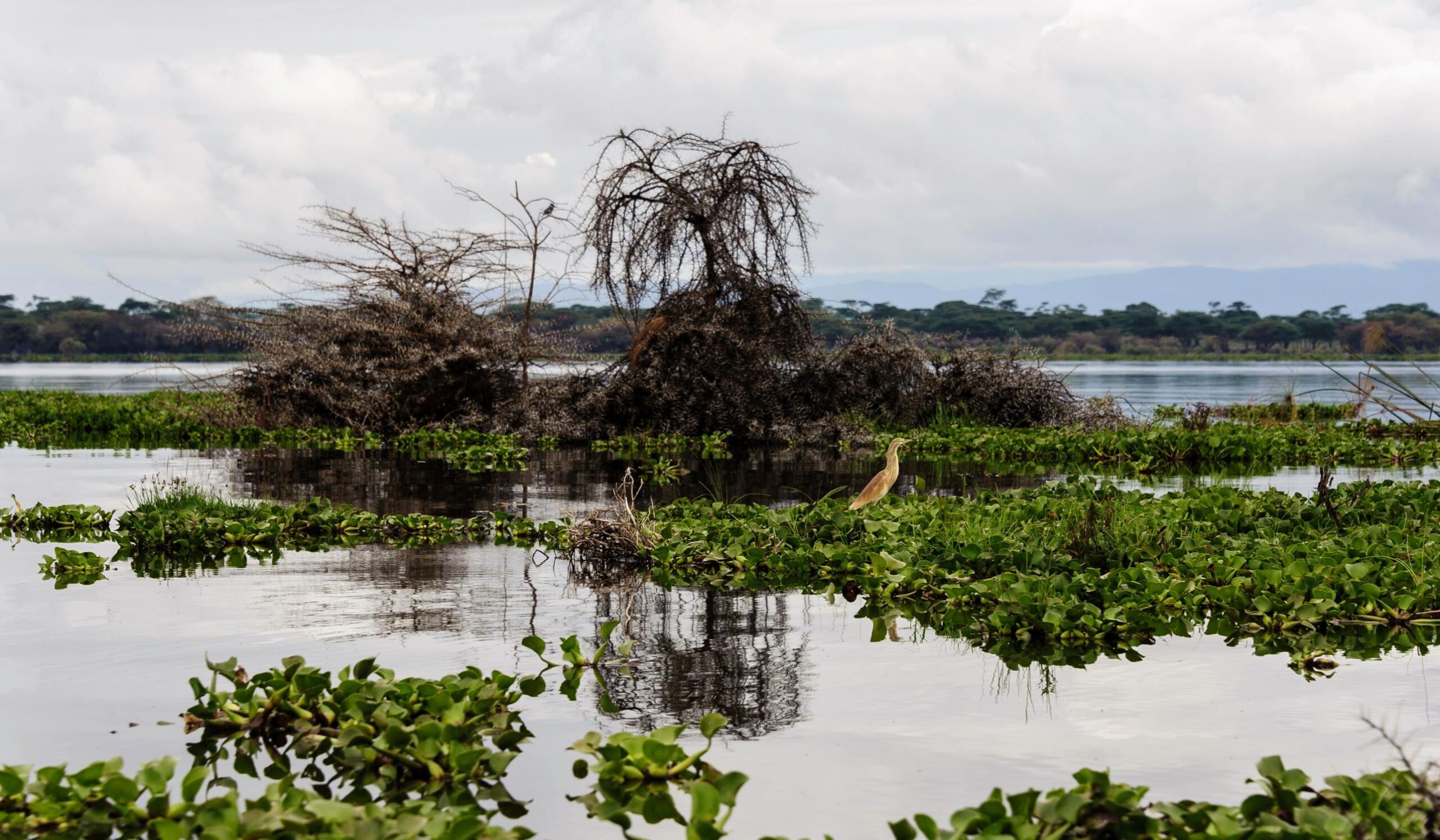 Lago Naivasha