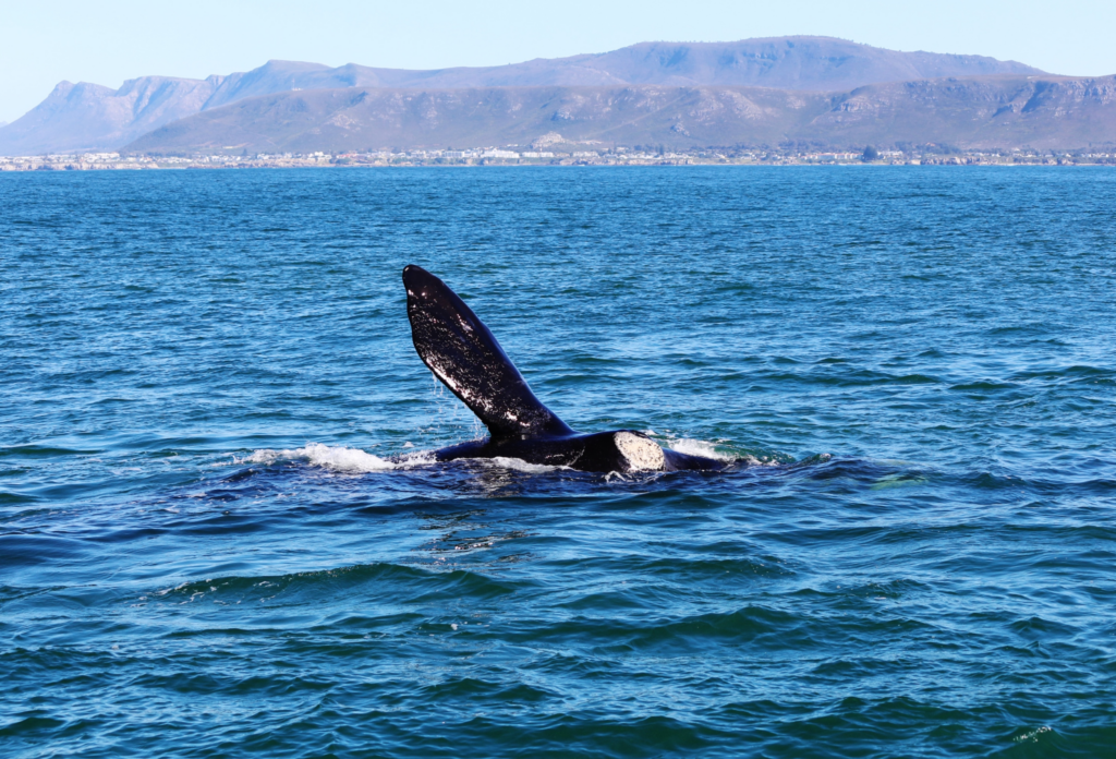 South-Africa_Whale-Watching_Hermanus-III-1
