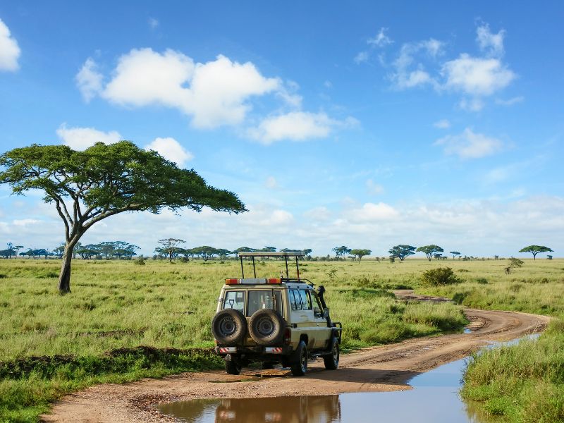 guia para orgaizar safari