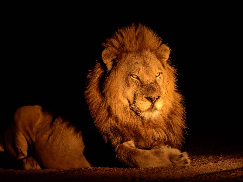 animales nocturnos safari