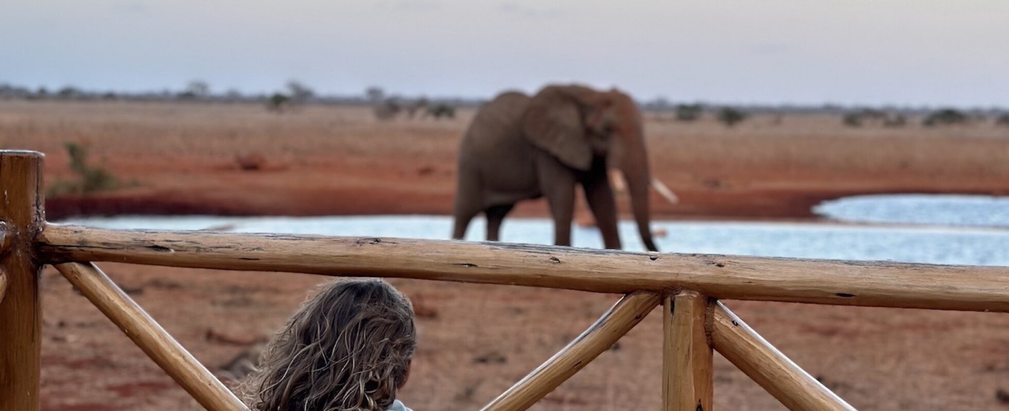 Chica apoyada en una valla mirando a un elefante