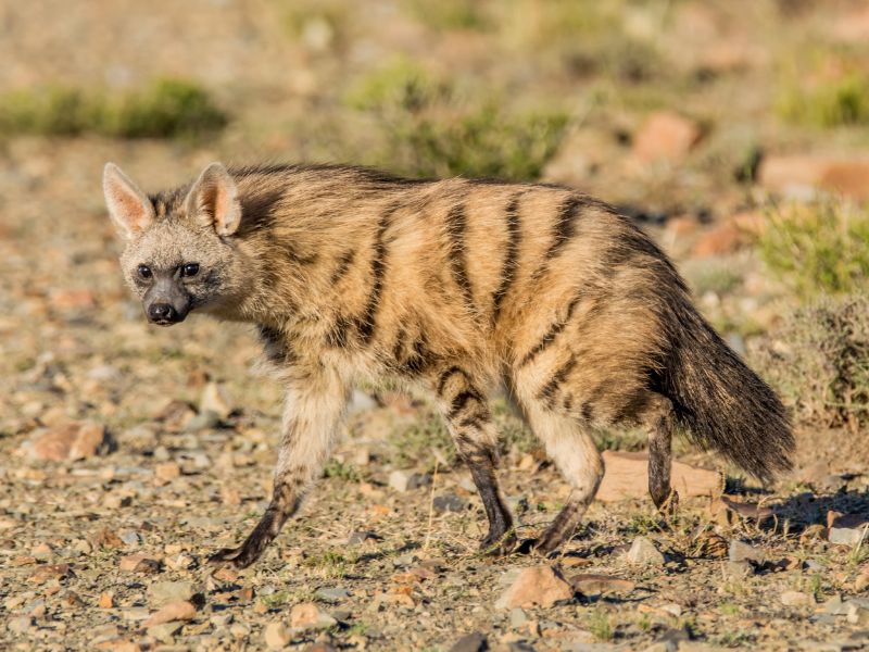 animales raros safaris