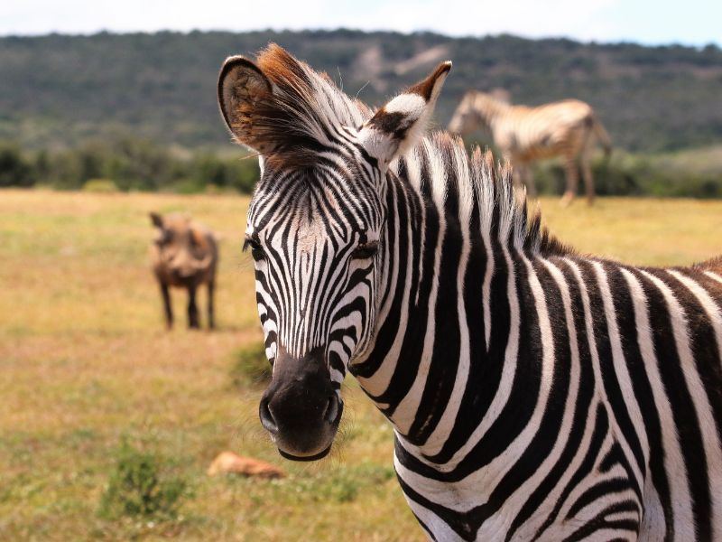 consejos safari sudáfrica