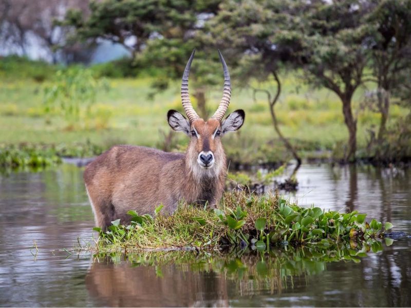 tipos de actividades durante un safari