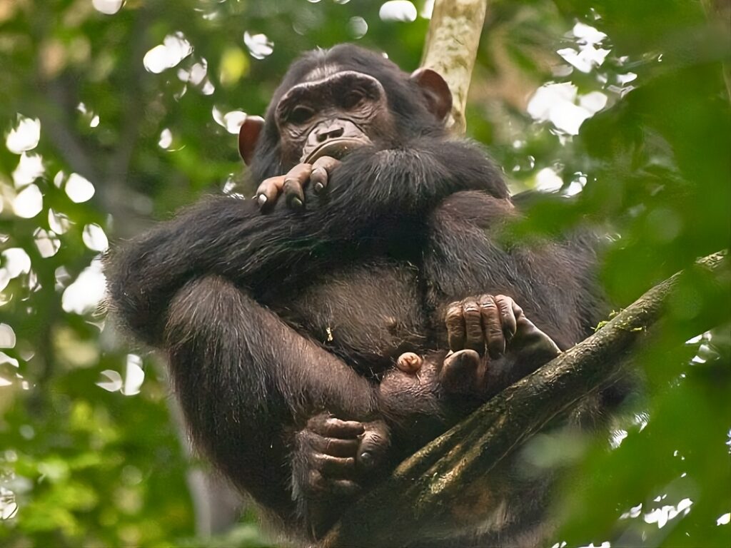 Chimpancés de Kibale