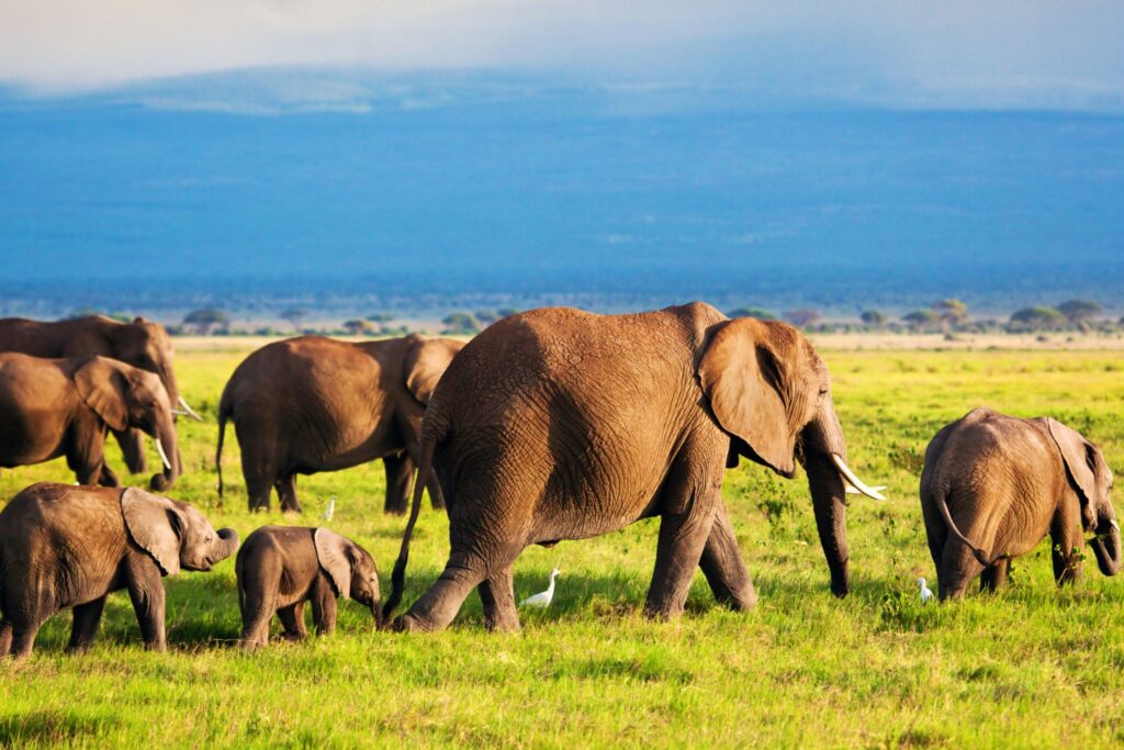 Amboseli elephant