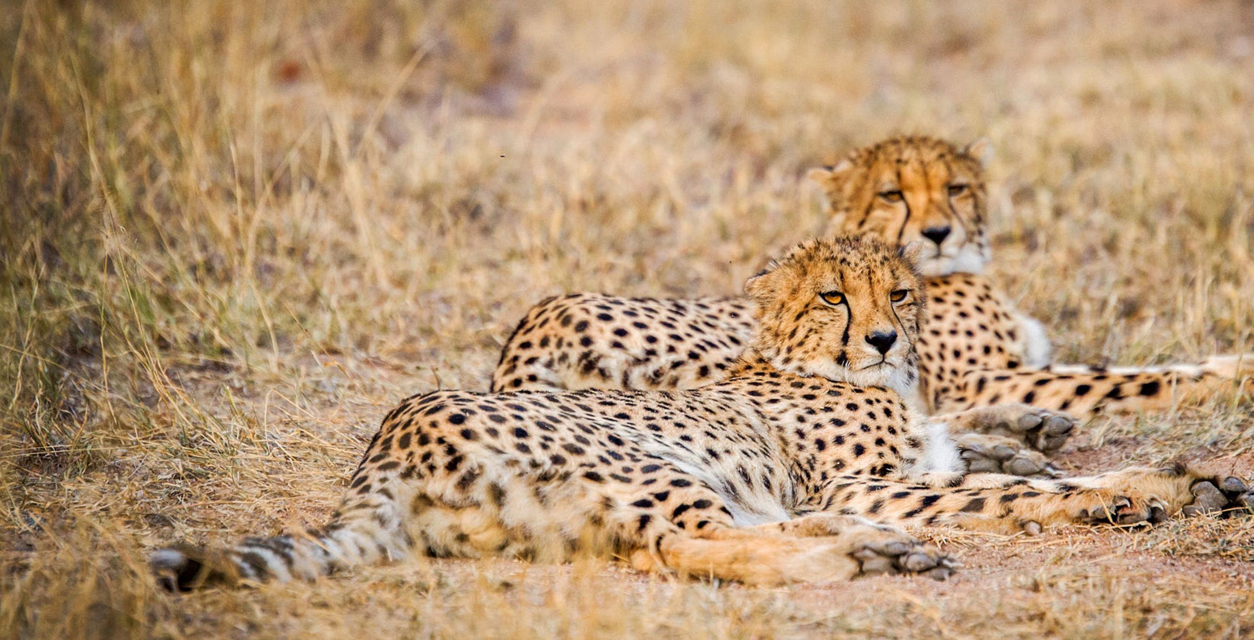 Concesión de conservación de Khwai