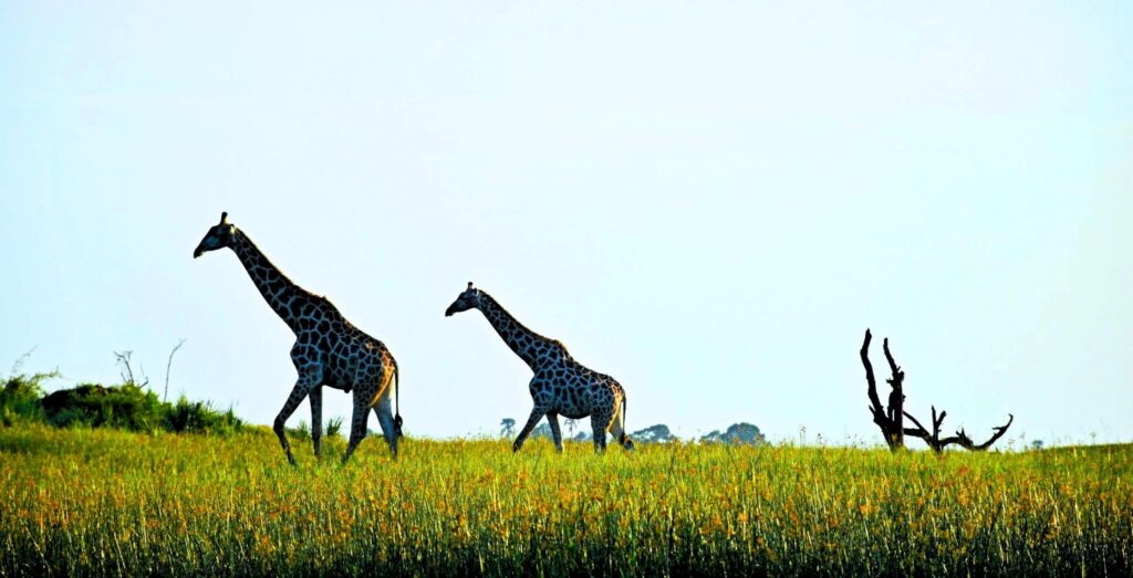 Jirafas cruzando por el Okavango