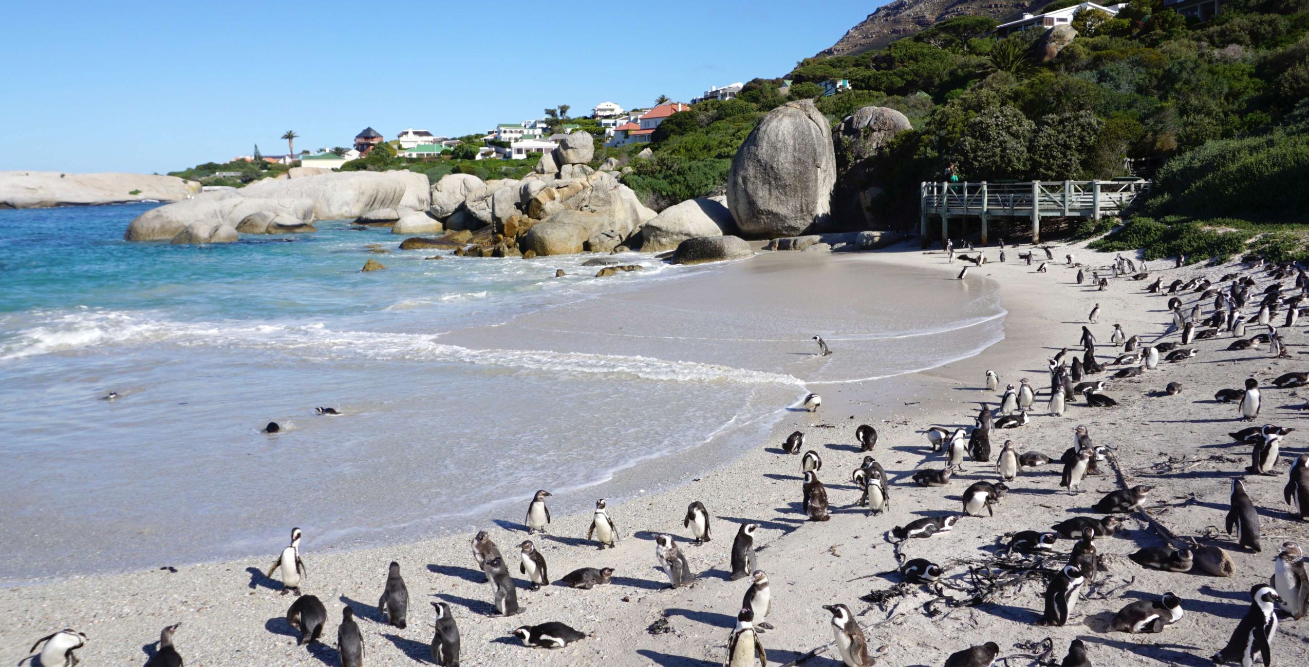 Visita la colonia de pingüinos africanos en Boulders Beach (pago in situ)