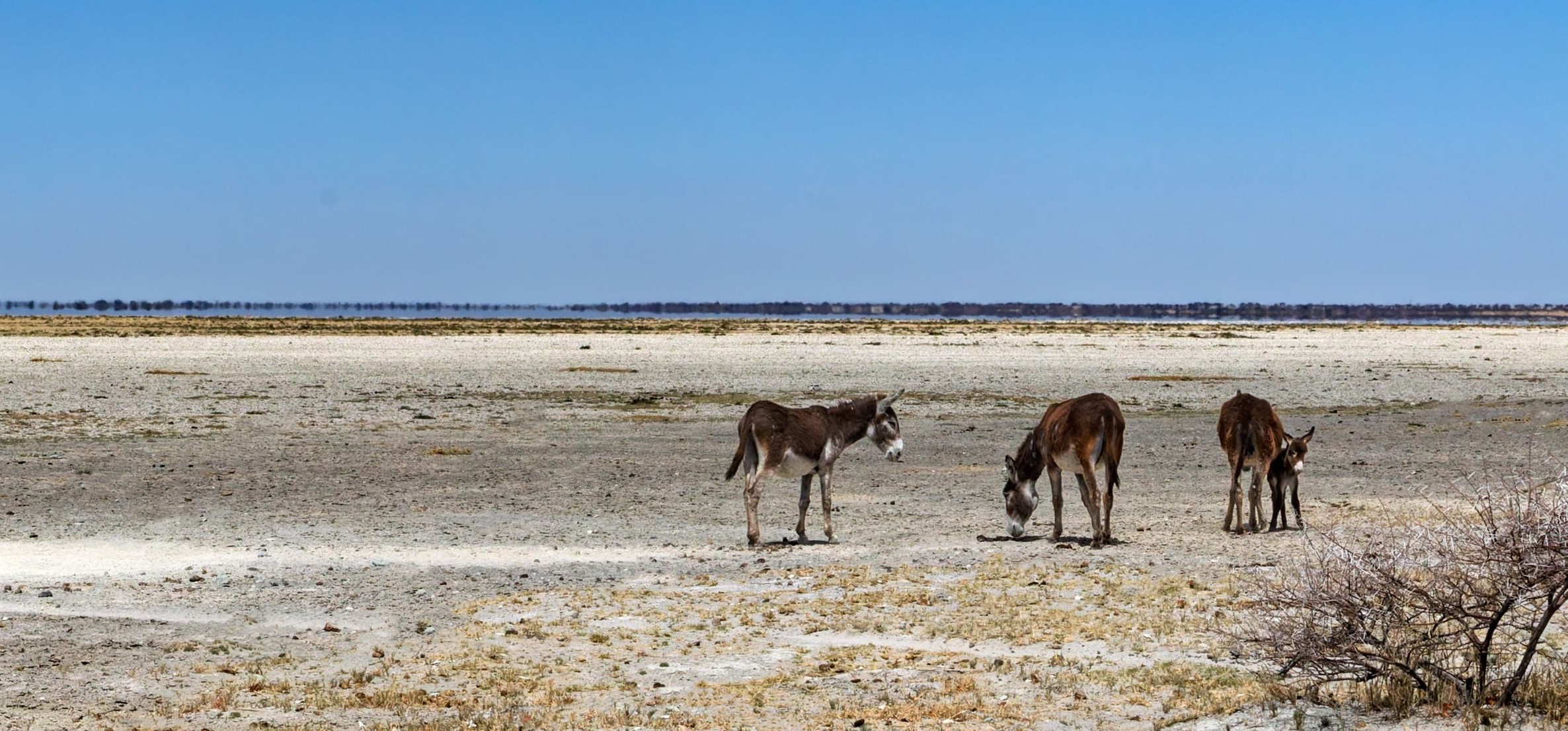 Parque Nacional de las Pans de Makgadikgadi