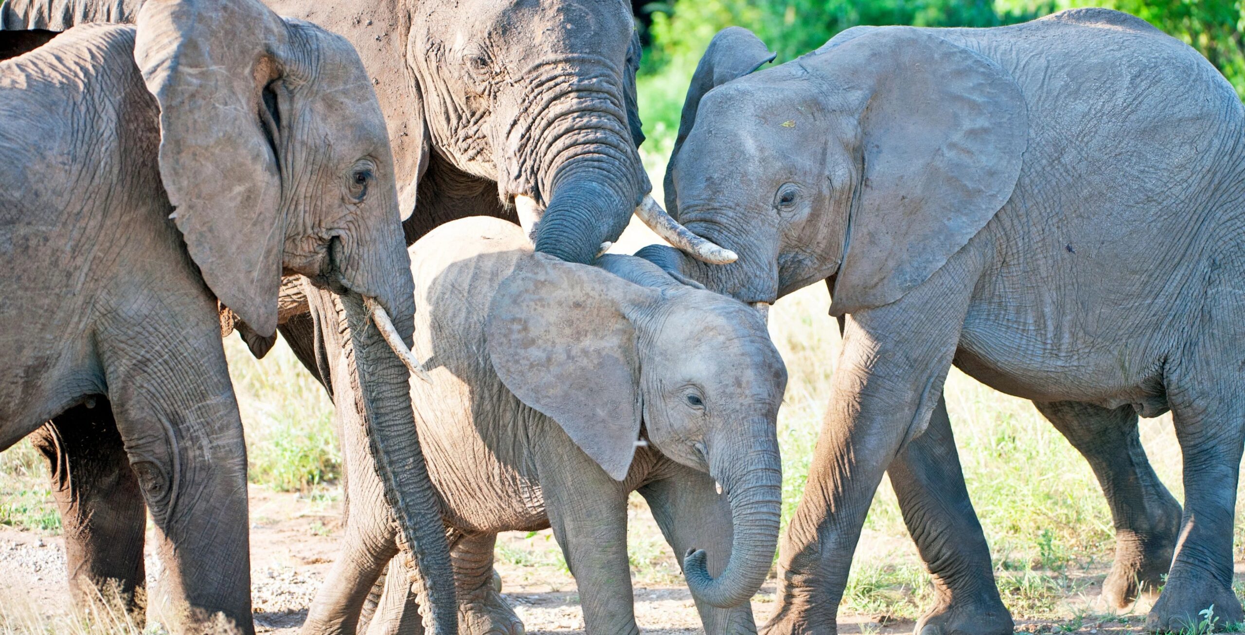 Reserva Nacional de Samburu