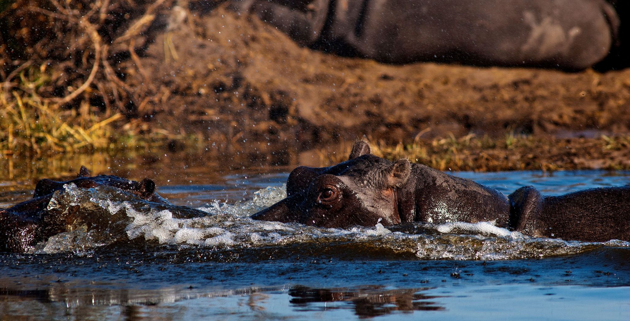Reserva de Caza Moremi