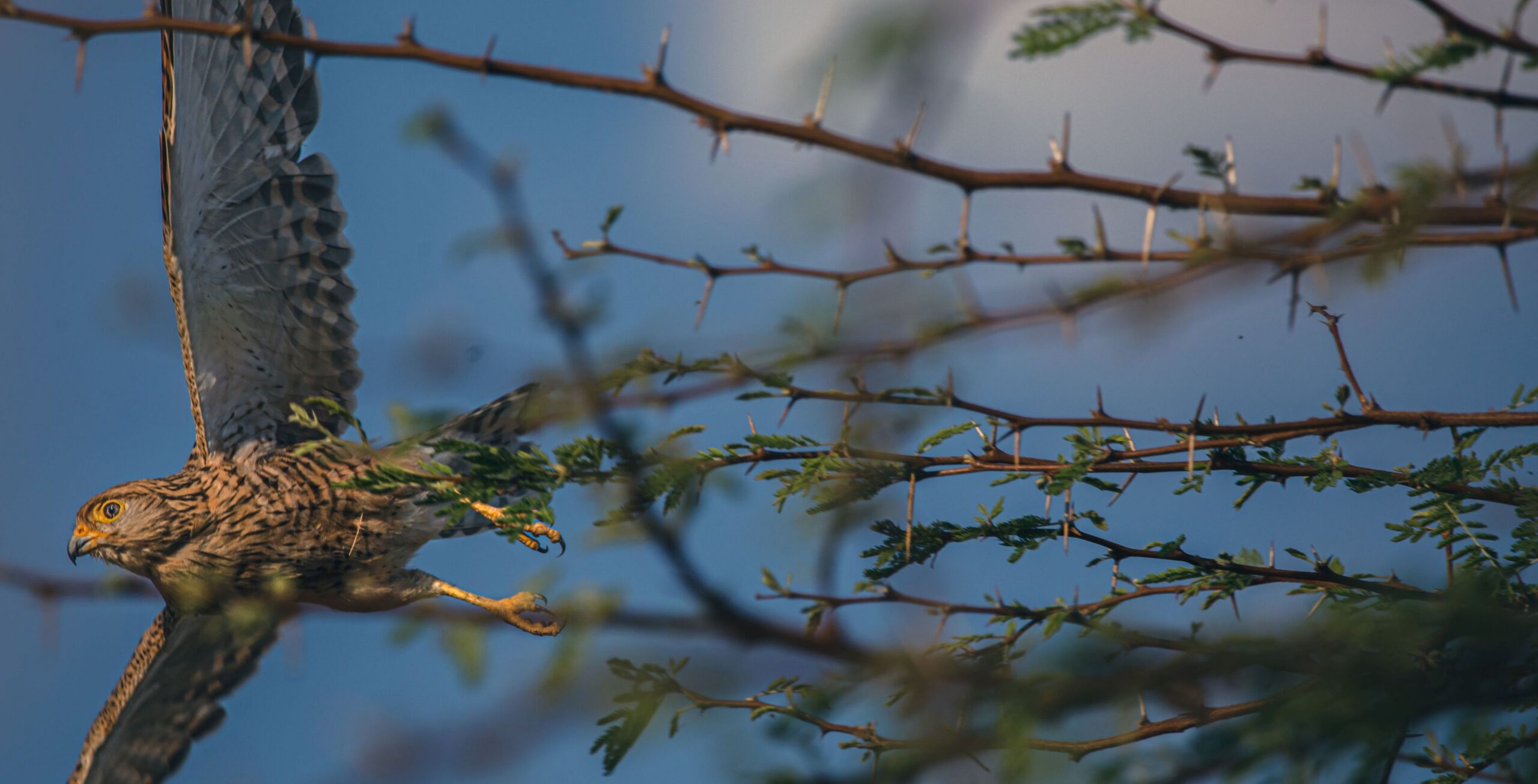 Visita el Santuario de Aves de Nata