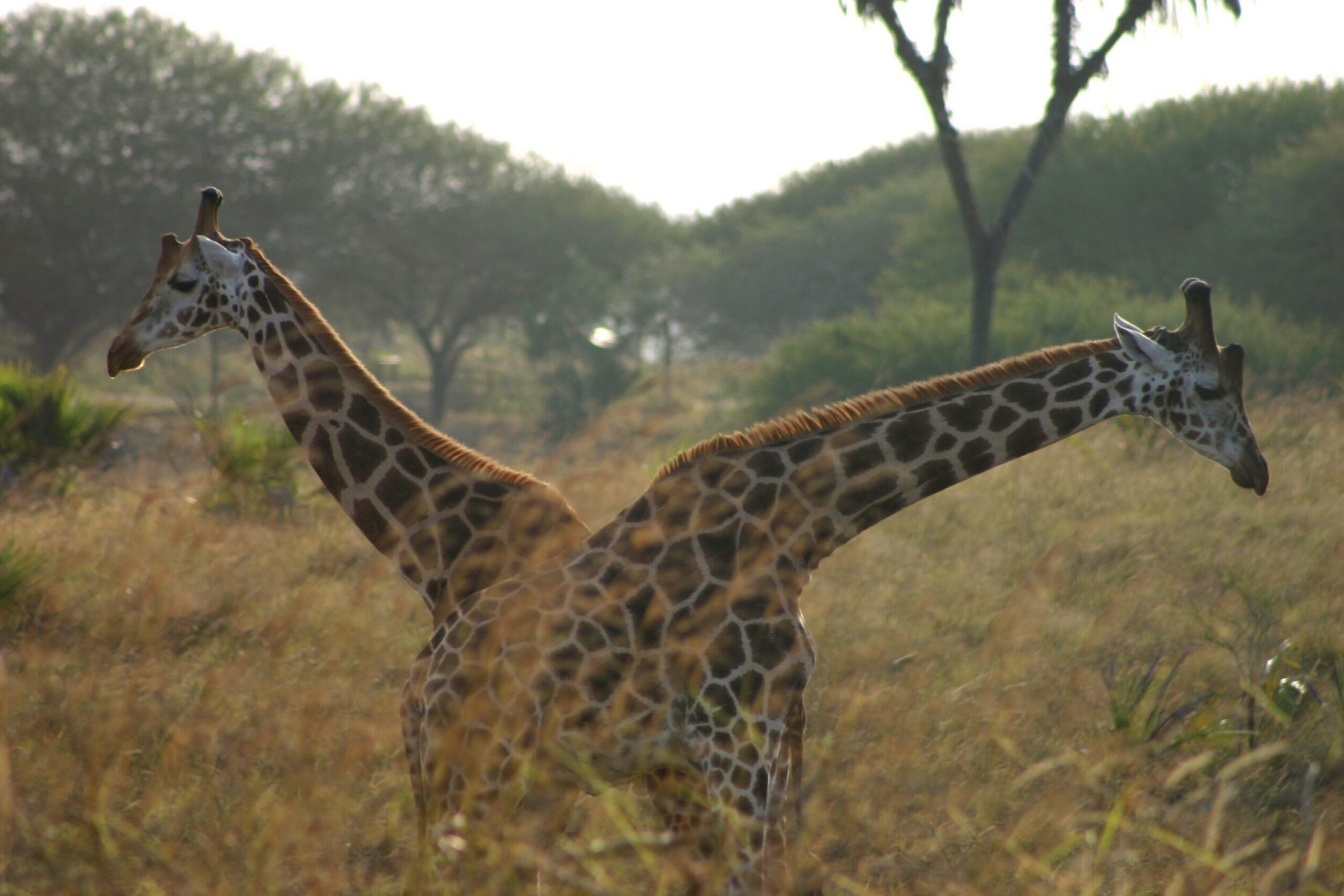 Nguuni Nature Sanctuary: excursión, observación de jirafas y atardecer con hoguera