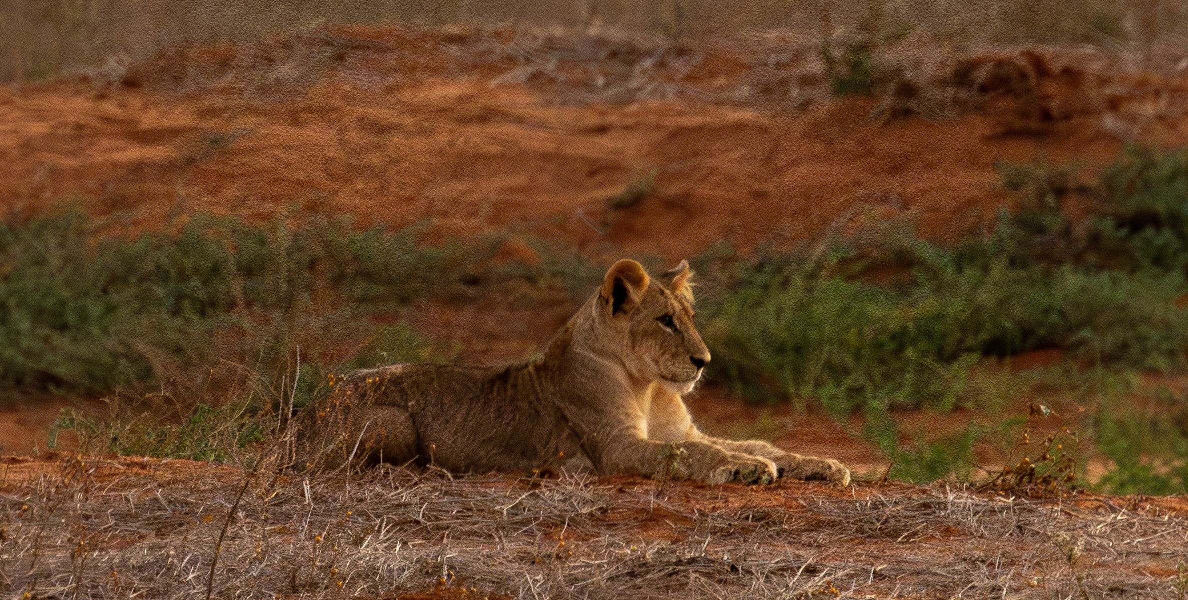 Safari en Ngutuni Wildlife Conservancy