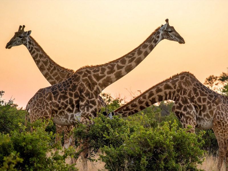 en qué momento del día se ven más animales