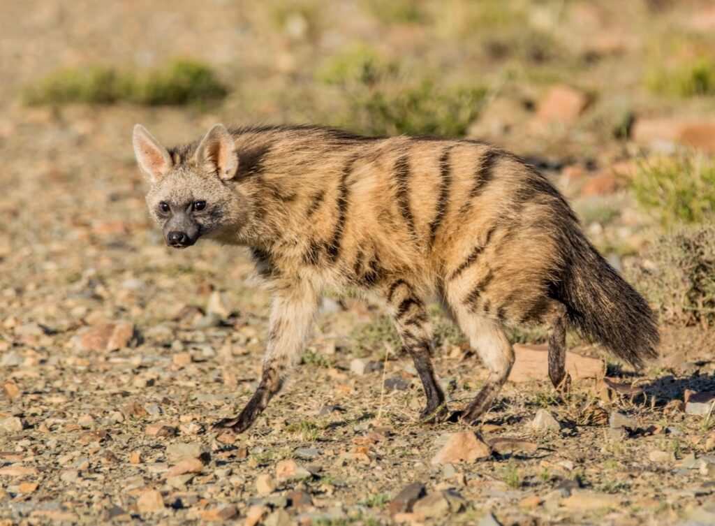 Un lobo de tierra caminando por tierra firme en África