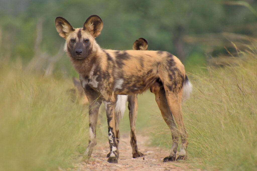 Un perro salvaje africano de pie en un pequeño claro entre la alta hierba verde