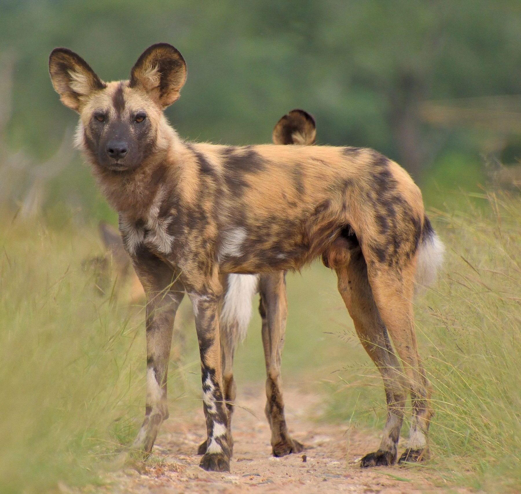 Un perro salvaje africano de pie en un pequeño claro entre la alta hierba verde