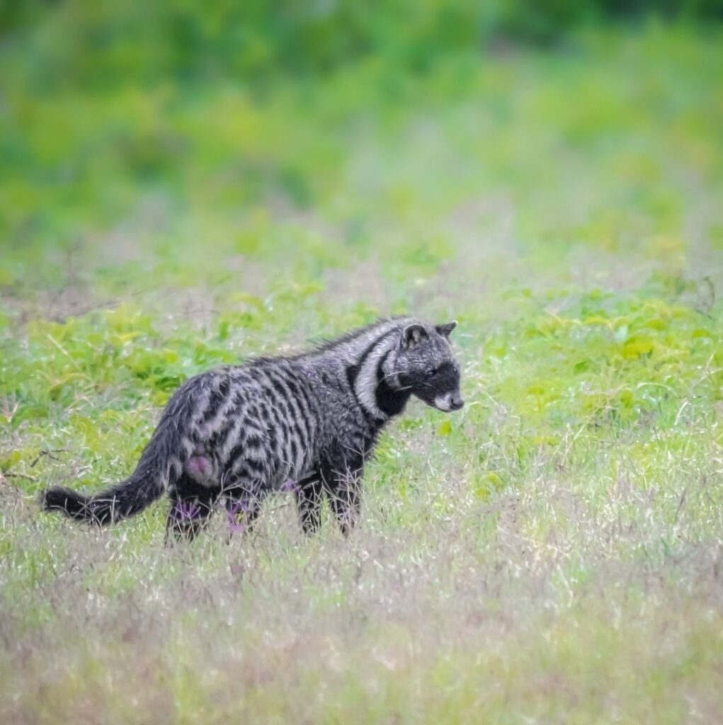 Una civeta de pie en un campo de hierba verde en África