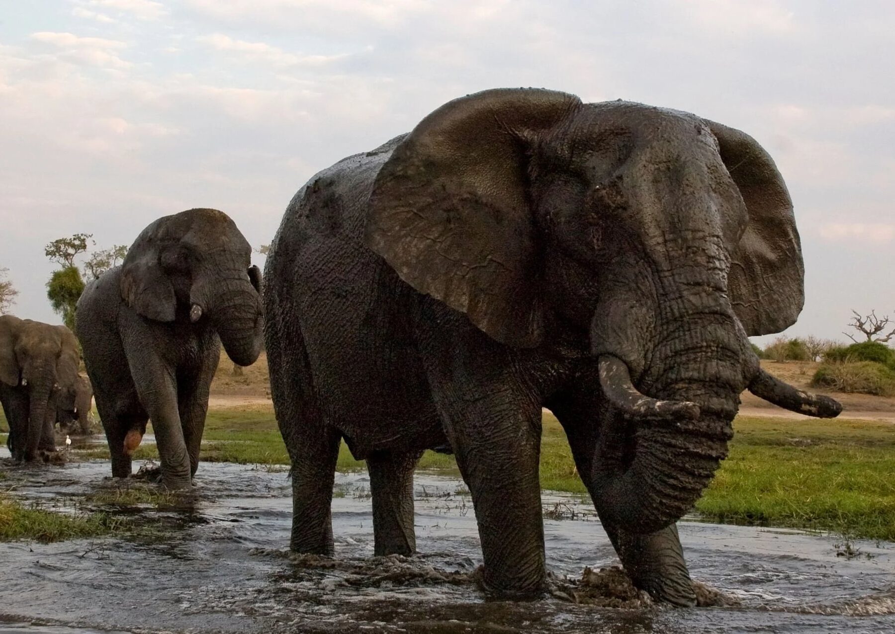 Elefantes que caminan uno detrás de otro por el barro a orillas del río Chobe