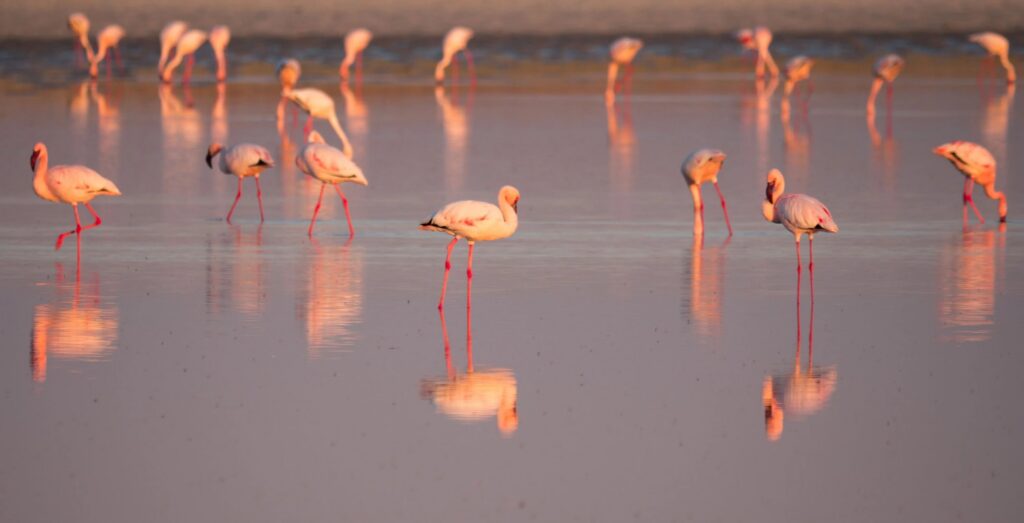 Flamencos en el río Boteti, en las salinas de Makgadikgadi, en Botsuana