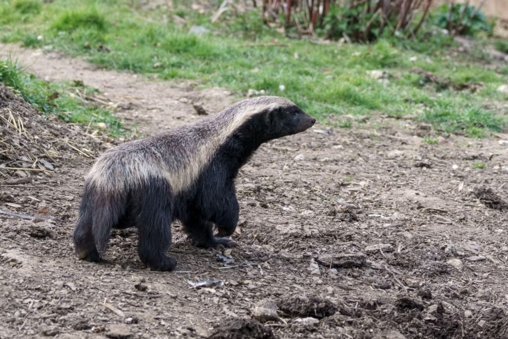 Un tejón melero caminando por un terreno seco con hierba verde al fondo